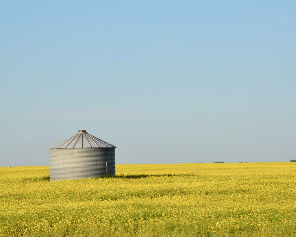 A grain silo standing in a yellow canola field