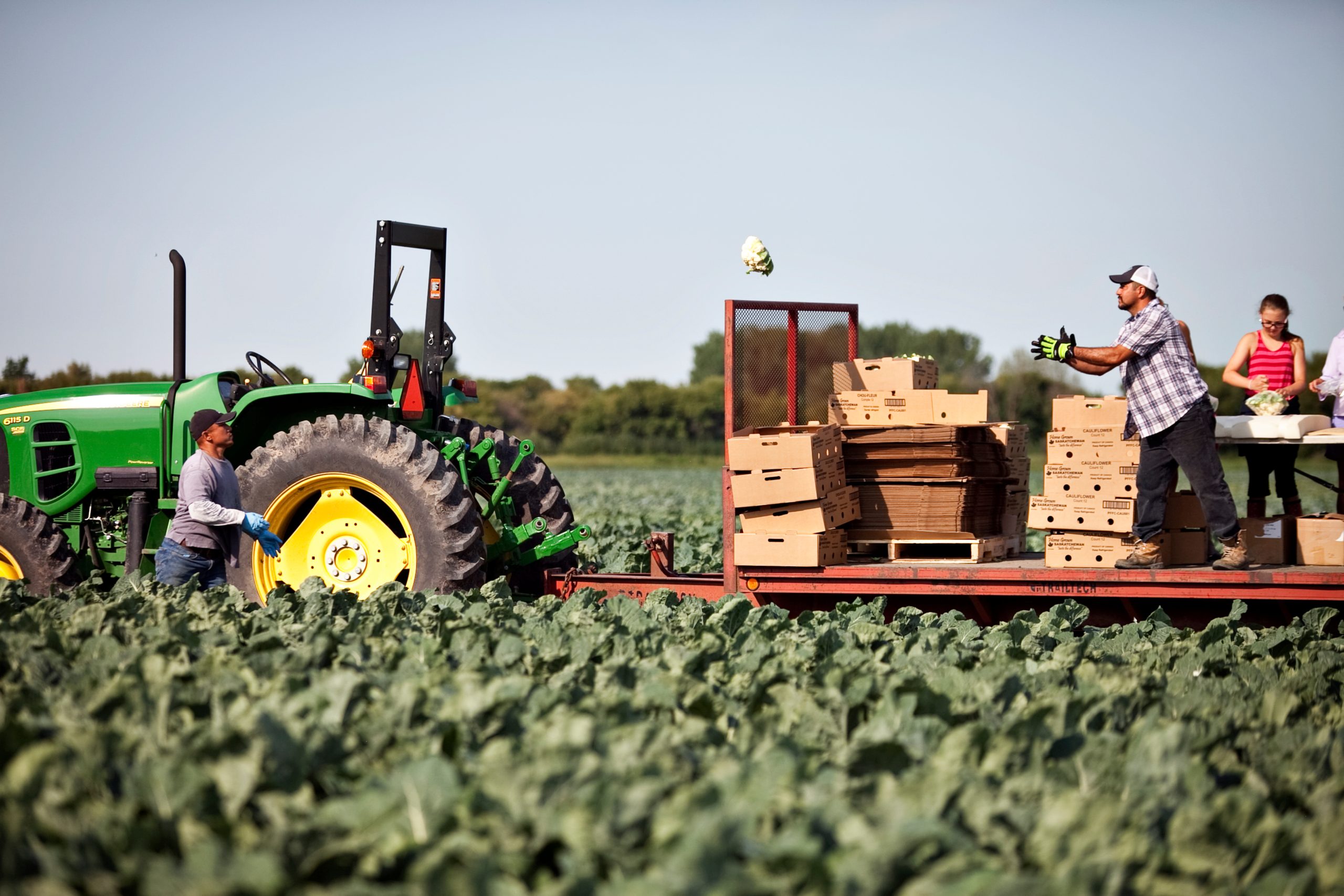 Farmers loading crates near a tractor in a field