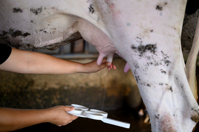 Closeup Dairy Worker Applying Milk Quality Testing Before Milking Process In Farm