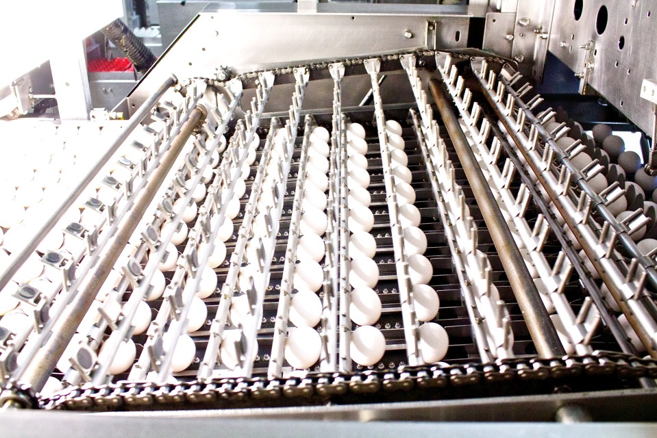 Food Safety