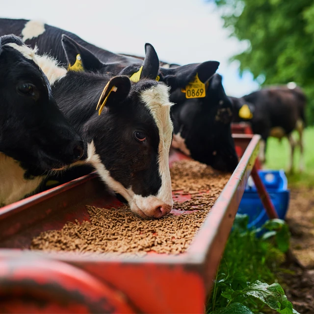 Livestock
